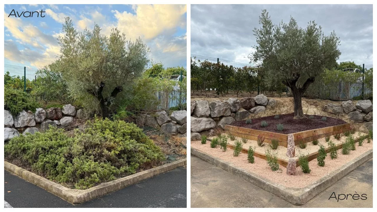 taille olivier saint aunes