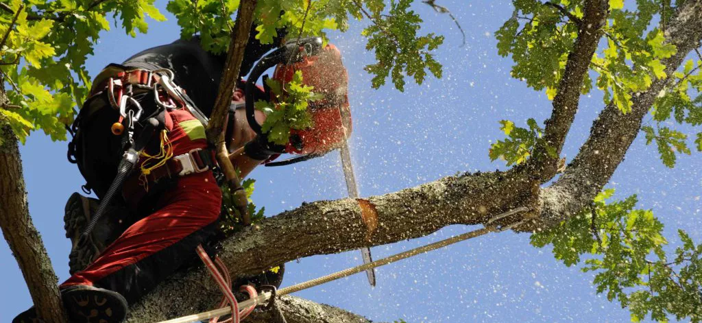 élagage arbre Le Crès